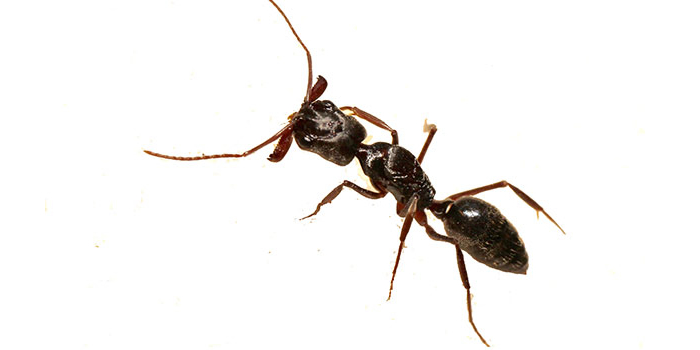 Ants Brooklyn NY Bed Bugs Roach Ants Termite Mice Rat Pest Controls Exterminator