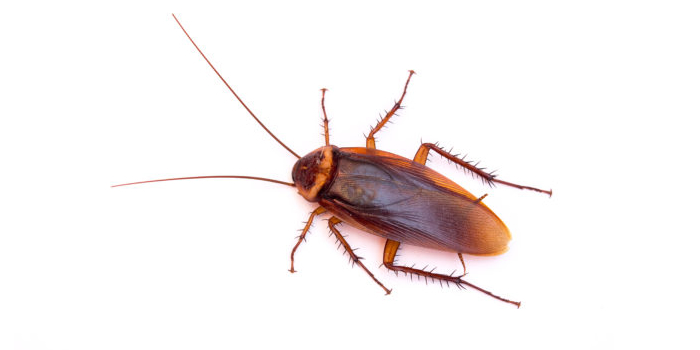 roaches brooklyn pest control exterminators ny nyc