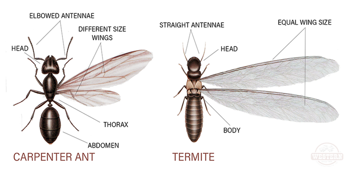 Termites Brooklyn NY Bed Bugs Roach Ants Termite Mice Rat Pest Controls Exterminator